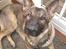 Schæferhund Nederholms Jasko (Sov sødt min dreng) <3 - - you will always be mommys big boy . <3