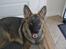 Schæferhund Nederholms Jasko (Sov sødt min dreng) <3 - - You are the first think about in the morning and the last thing i think off before i go to sleep .