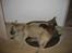 Cairn terrier Soffi