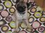 Mops Malde