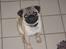 Mops Malde