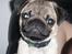 Mops Malde