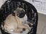 Mops Malde