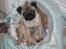 Mops Malde