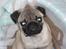 Mops Malde