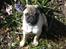 Mops Malde