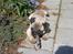 Mops Malde