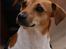 Jack russell terrier Aristo - Taget af: Katrine "Kaytrin foto"