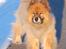 Eurasier Nemo (Beebob) R.I.P. - Starten af marts 2010, der efter gik det hurtigt nedad :(
