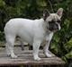 Fransk bulldog Catrinell´s AtillaVanilla