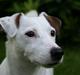 Jack russell terrier Spiff