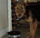 Airedale terrier Bowie