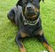 Rottweiler Hector