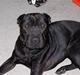 Blanding af racer Ozzy oz Boss R.I.P