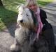 Old english sheepdog Tot 