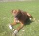 Blanding af racer Milo