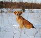 Golden retriever Sally