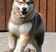 Alaskan malamute Martha