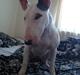 Bullterrier Diva