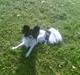 Papillon elvis