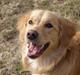 Nova scotia duck tolling retriever /Golden retriever Alma