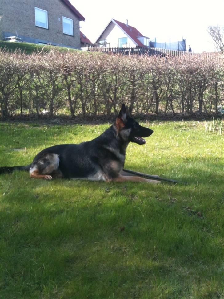 Schæferhund Keera - Keera 11 mrd billede 14