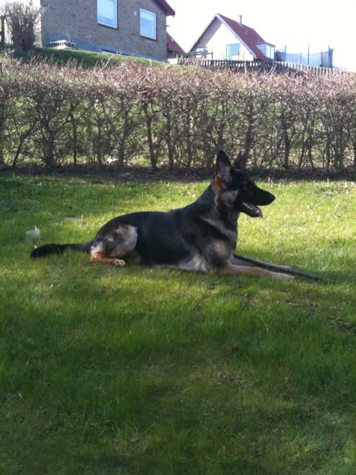 Schæferhund Keera - Keera 11 mrd billede 16