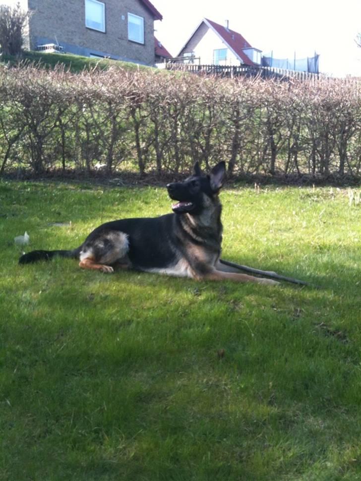 Schæferhund Keera - Keera 11 mrd billede 17