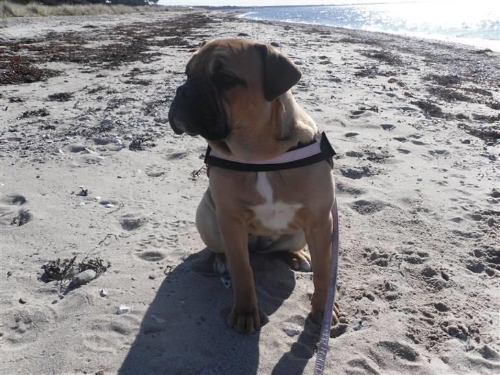 Blanding af racer Tica billede 16