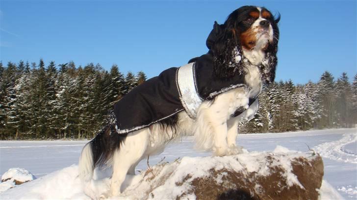 Cavalier king charles spaniel Jobbe - Jobbe billede 1