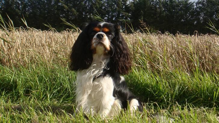 Cavalier king charles spaniel Jobbe - Jobbe:-) Så dejlig billede 2