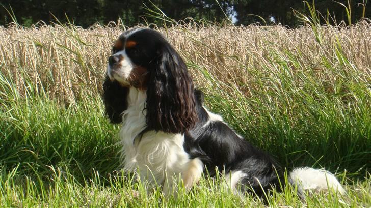 Cavalier king charles spaniel Jobbe billede 3