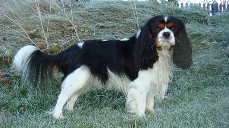 Cavalier king charles spaniel Jobbe billede 4