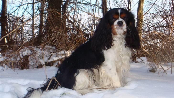 Cavalier king charles spaniel Jobbe - Jobbe billede 5
