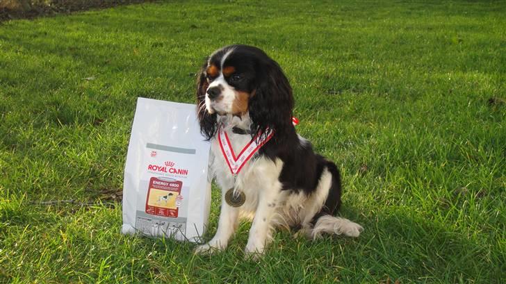 Cavalier king charles spaniel Jobbe - Jobbe 8 måneder gammel og bronzevinder i hvalpeklassen i lydighed billede 6