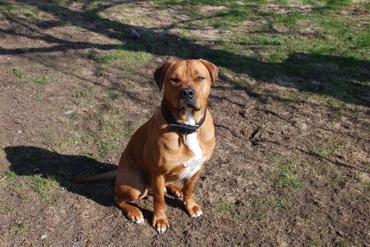 Blanding af racer MacQueen aka Max billede 11