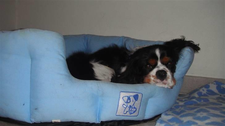 Cavalier king charles spaniel Jobbe - Afslapning i hundekurven billede 7