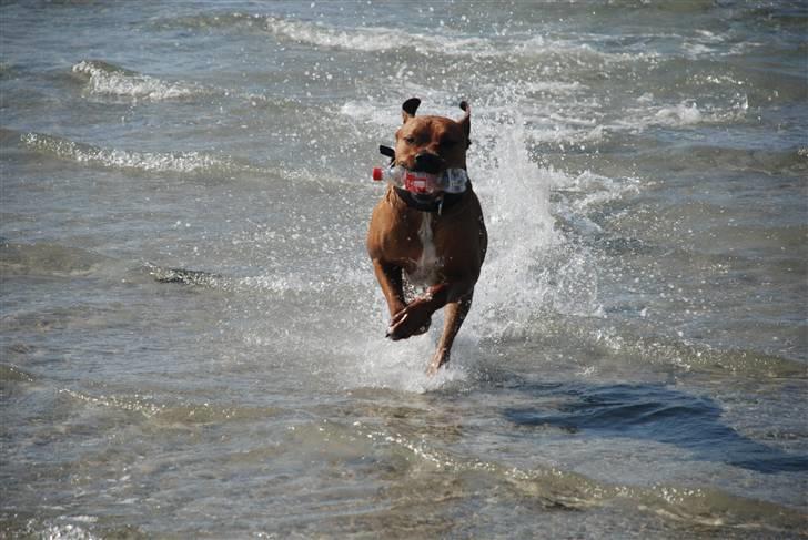 Blanding af racer MacQueen aka Max billede 12