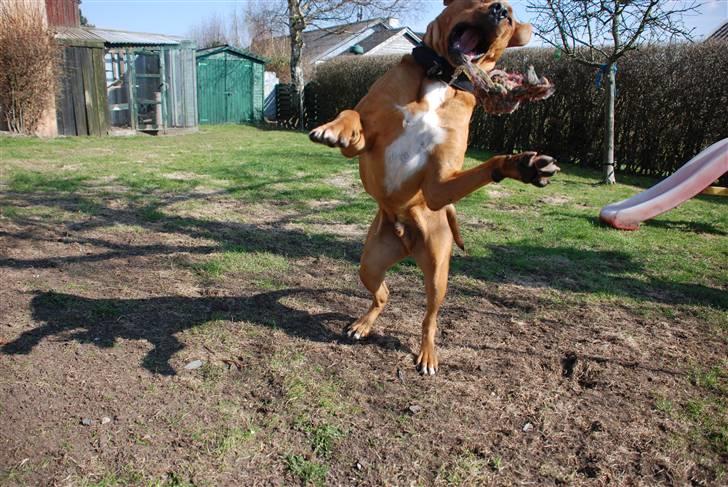 Blanding af racer MacQueen aka Max billede 13