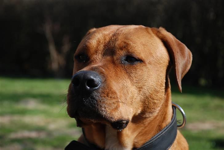 Blanding af racer MacQueen aka Max billede 14