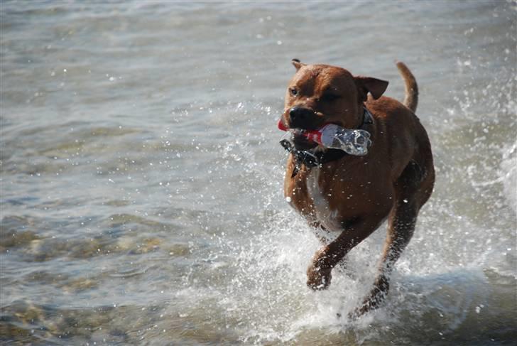 Blanding af racer MacQueen aka Max billede 15