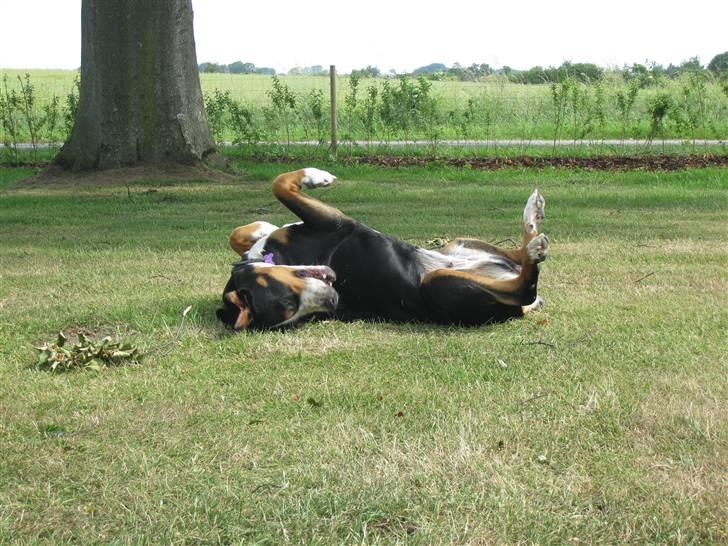 Grosser schweizer sennenhund Hundebøll's Lucy billede 9