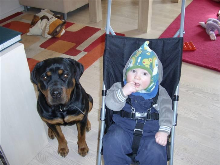 Rottweiler Liva - Mine to elskede guldklumper :)) Jonas (9 mdr) og Liva (snart 2 år).. billede 15
