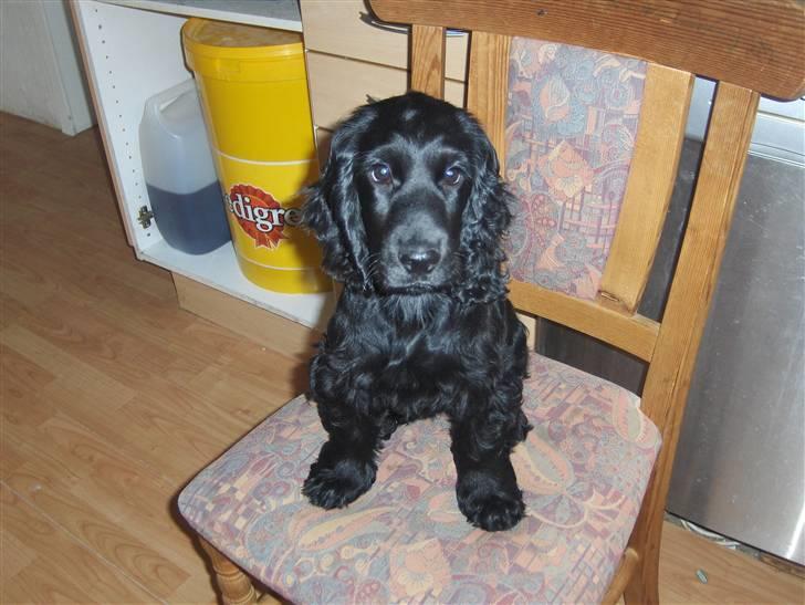 Cocker spaniel tøsen billede 7