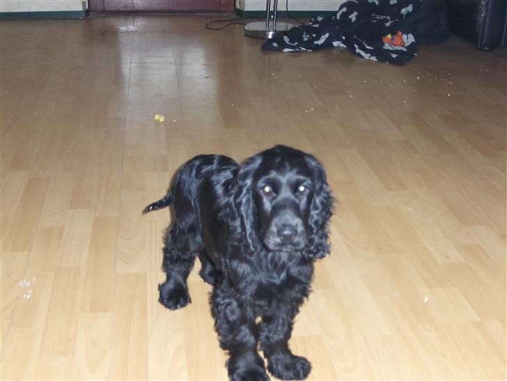 Cocker spaniel tøsen billede 8