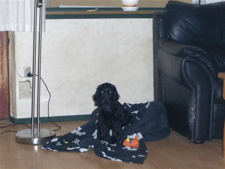 Cocker spaniel tøsen billede 9