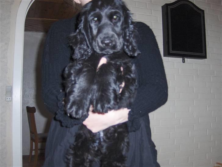 Cocker spaniel tøsen billede 10