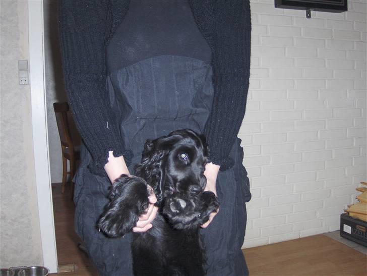 Cocker spaniel tøsen billede 11