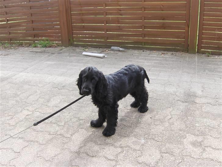 Cocker spaniel tøsen billede 12