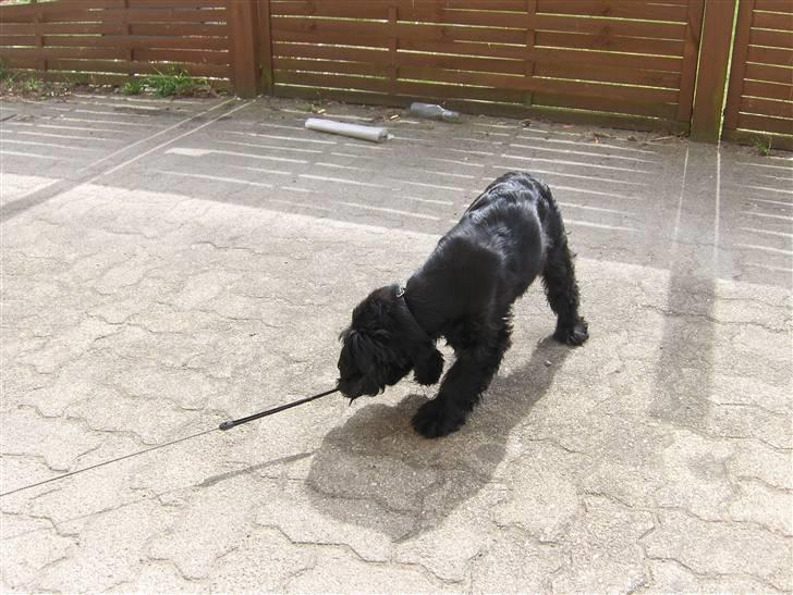 Cocker spaniel tøsen billede 13